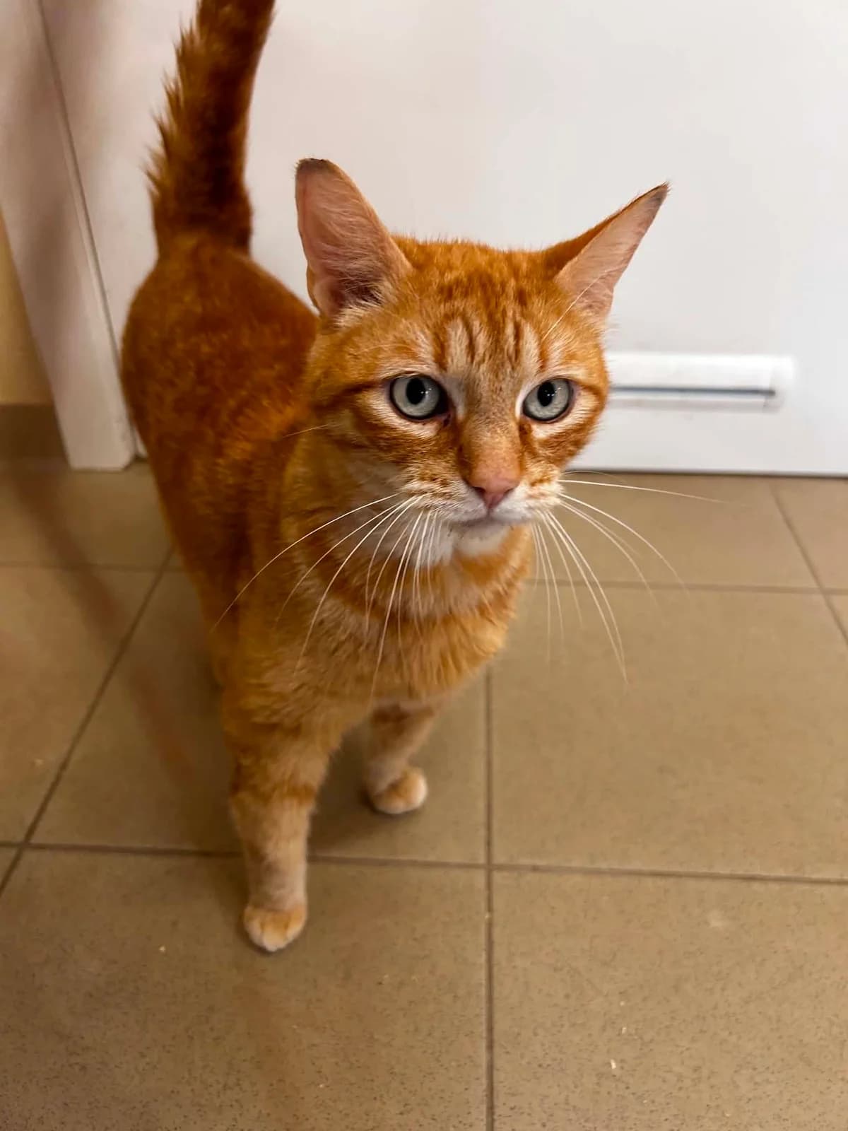 Garfield, male 4yo European Shorthair for adoption at SRPA Veeweyde Brussels, Brussels