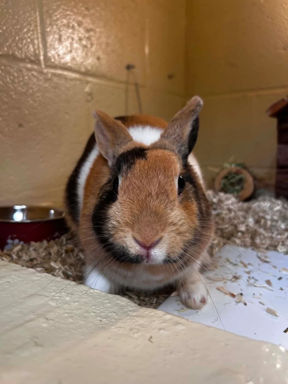 Crousty, female mixed breed for adoption at SRPA Veeweyde Brussels, Brussels