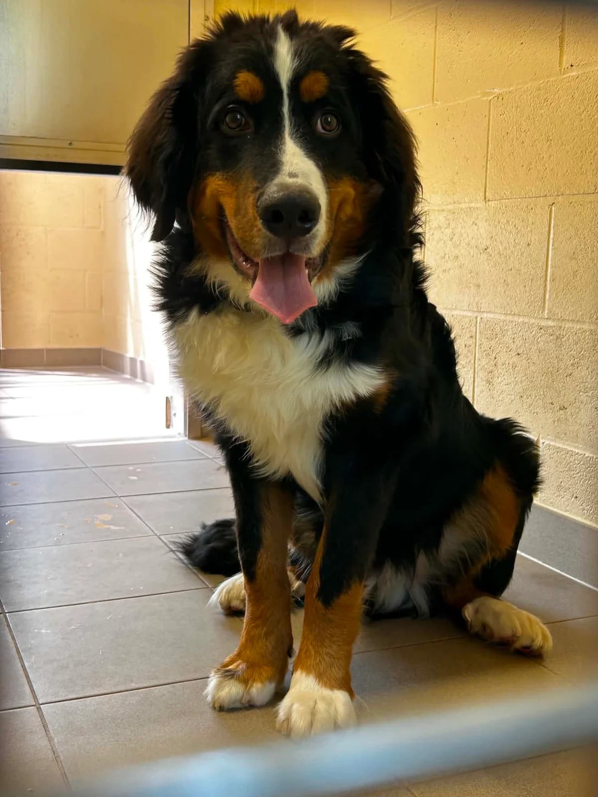 Zeus, male puppy Bernese Mountain Dog for adoption at SRPA Veeweyde Brussels, Brussels