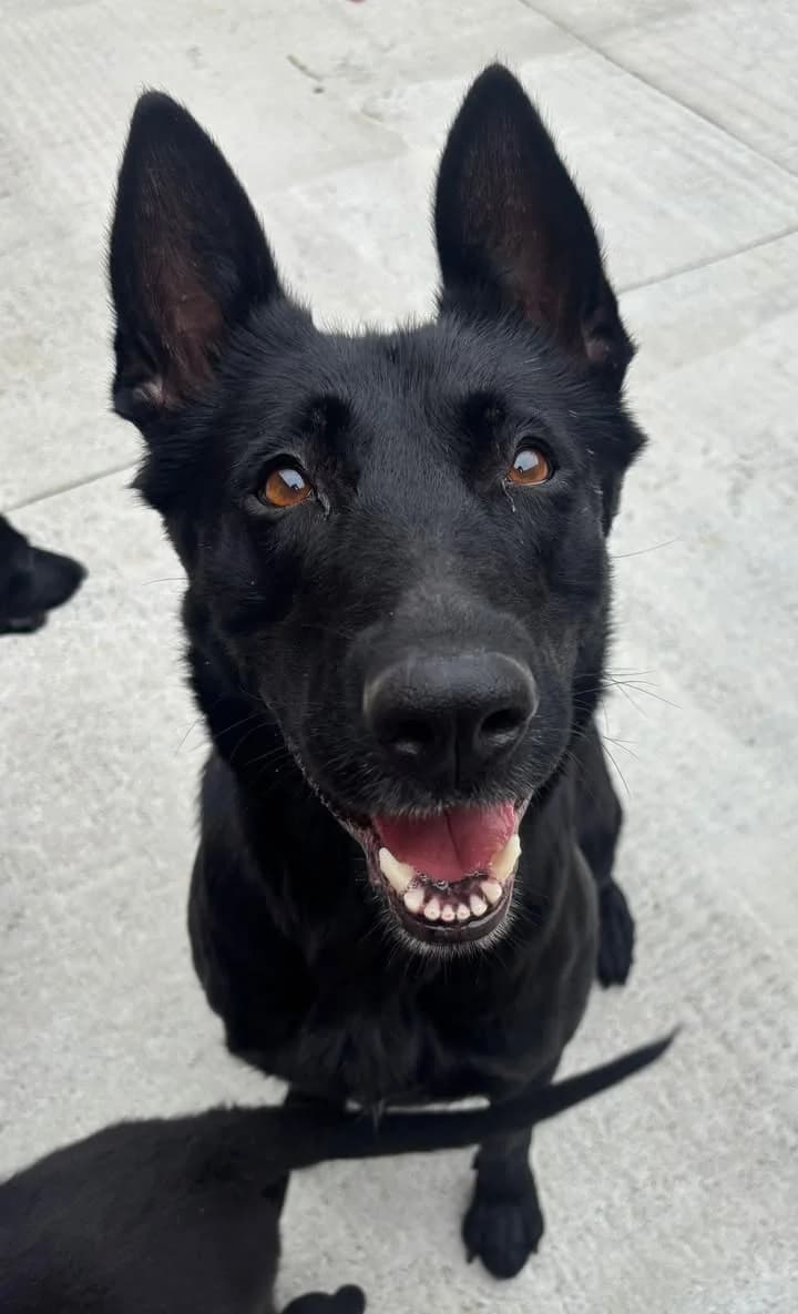 Becky, female 3yo Belgian Malinois for adoption at SRPA Veeweyde Brussels, Brussels