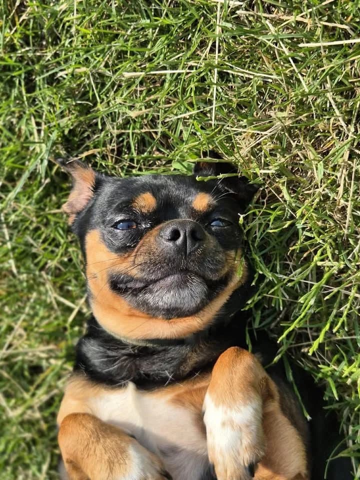 Marius, male young Pug for adoption at SRPA Veeweyde Brussels, Brussels