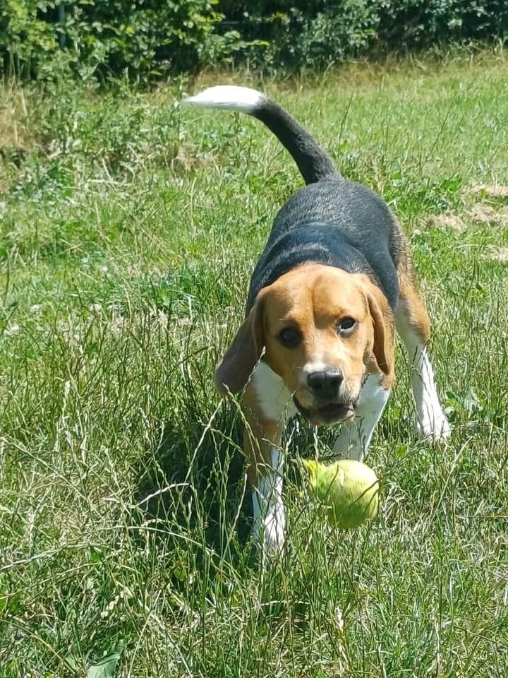 Benji, male young Beagle for adoption at SRPA Veeweyde Brussels, Brussels