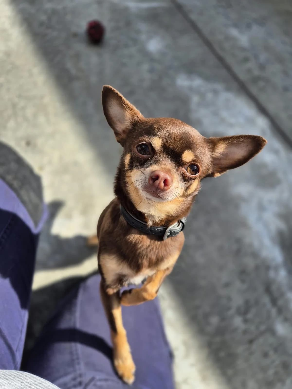 Lili, female senior Chihuahua for adoption at SRPA Veeweyde Brussels, Brussels