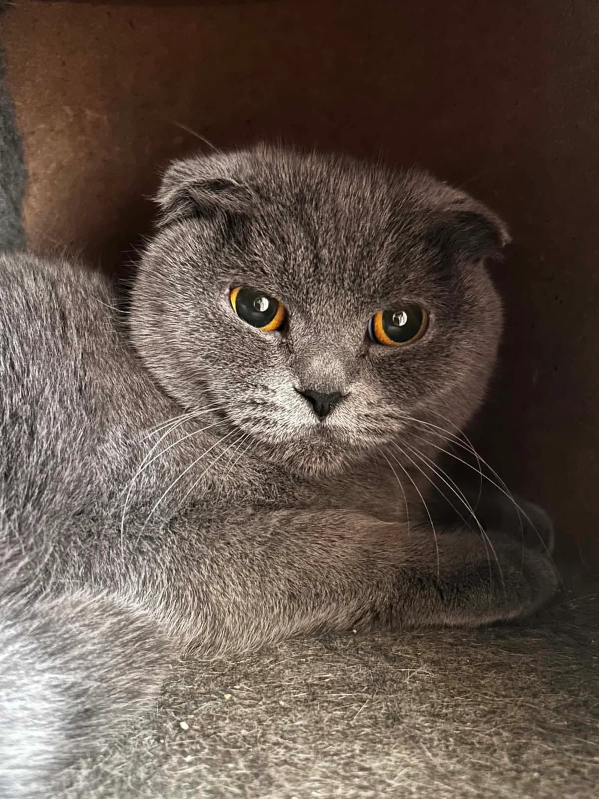 Kami, female senior Scottish Fold for adoption at SRPA Veeweyde Brussels, Brussels