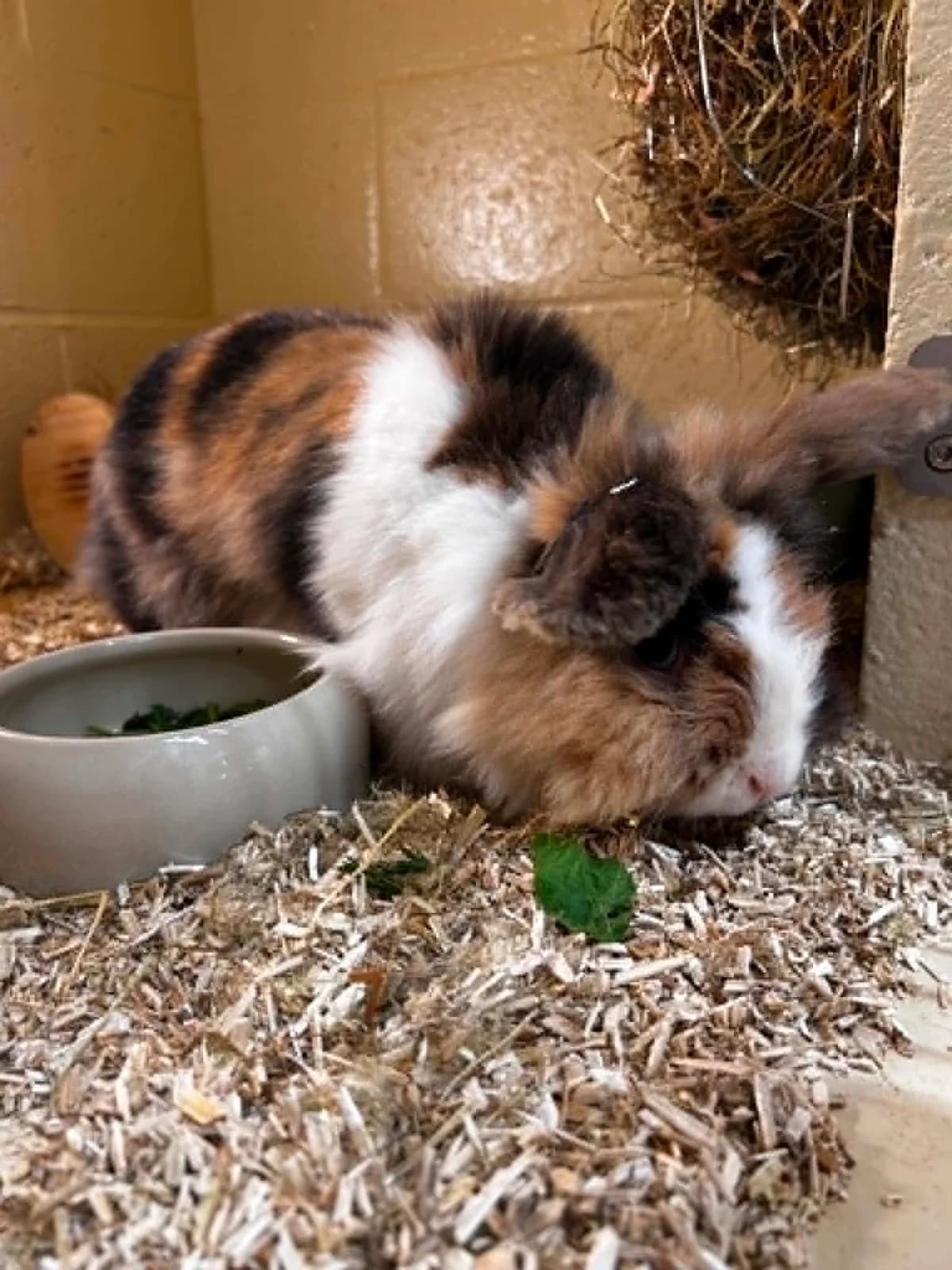 Choupinette, female mixed breed for adoption at SRPA Veeweyde Brussels, Brussels