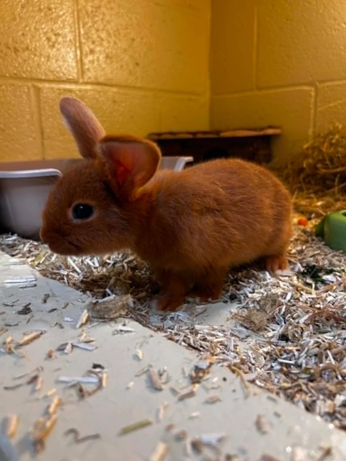 Panpan, male mixed breed for adoption at SRPA Veeweyde Brussels, Brussels