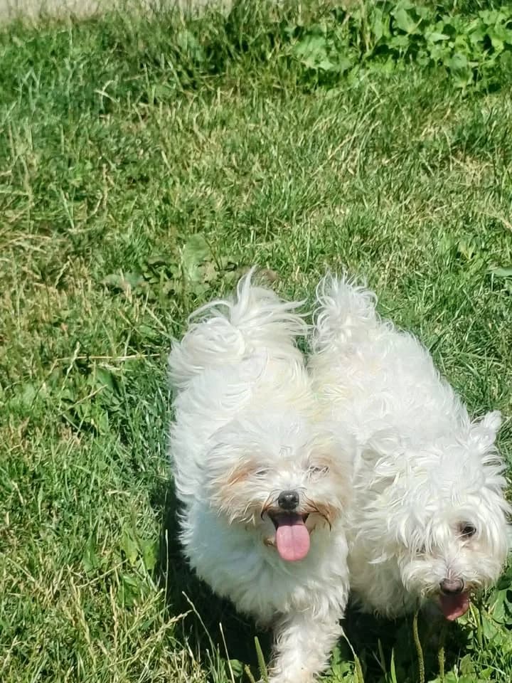 Bandit et Fifi, female senior Maltese for adoption at SRPA Veeweyde Brussels, Brussels