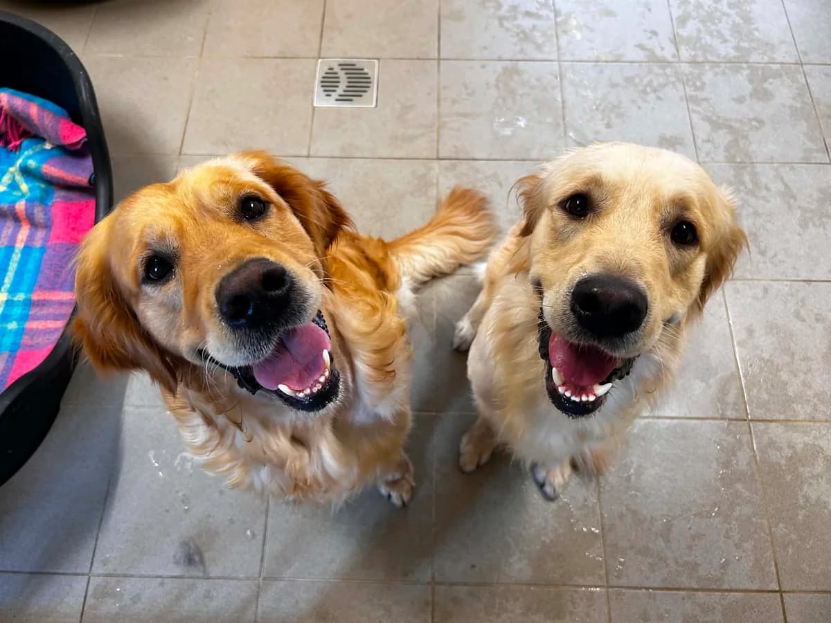 Hermès et Barney, male senior Golden Retriever for adoption at SRPA Veeweyde Brussels, Brussels