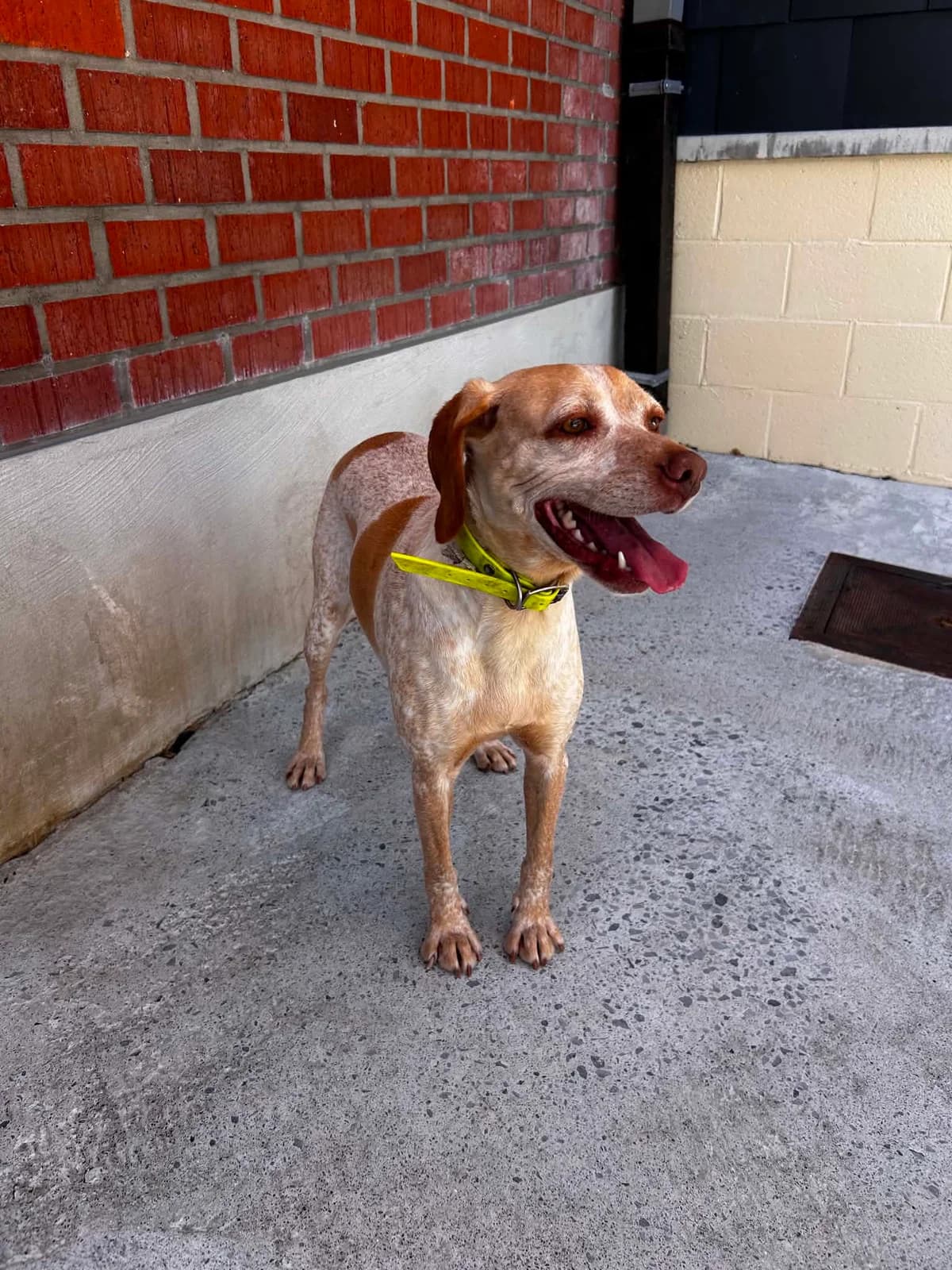 Chipie, female senior Pointer for adoption at SRPA Veeweyde Brussels, Brussels