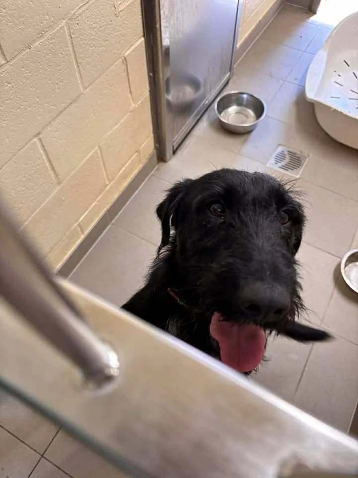 Black, male young Mixed Breed for adoption at SRPA Veeweyde Brussels, Brussels