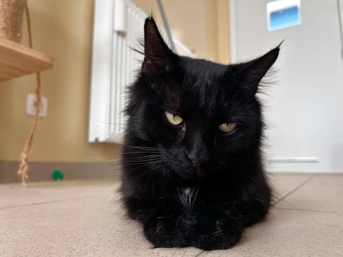 Linda, female senior European Shorthair for adoption at SRPA Veeweyde Brussels, Brussels