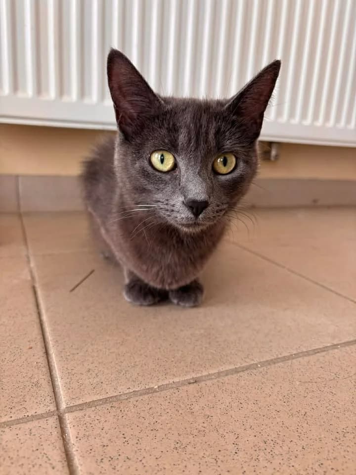 Paola, female senior European Shorthair for adoption at SRPA Veeweyde Brussels, Brussels