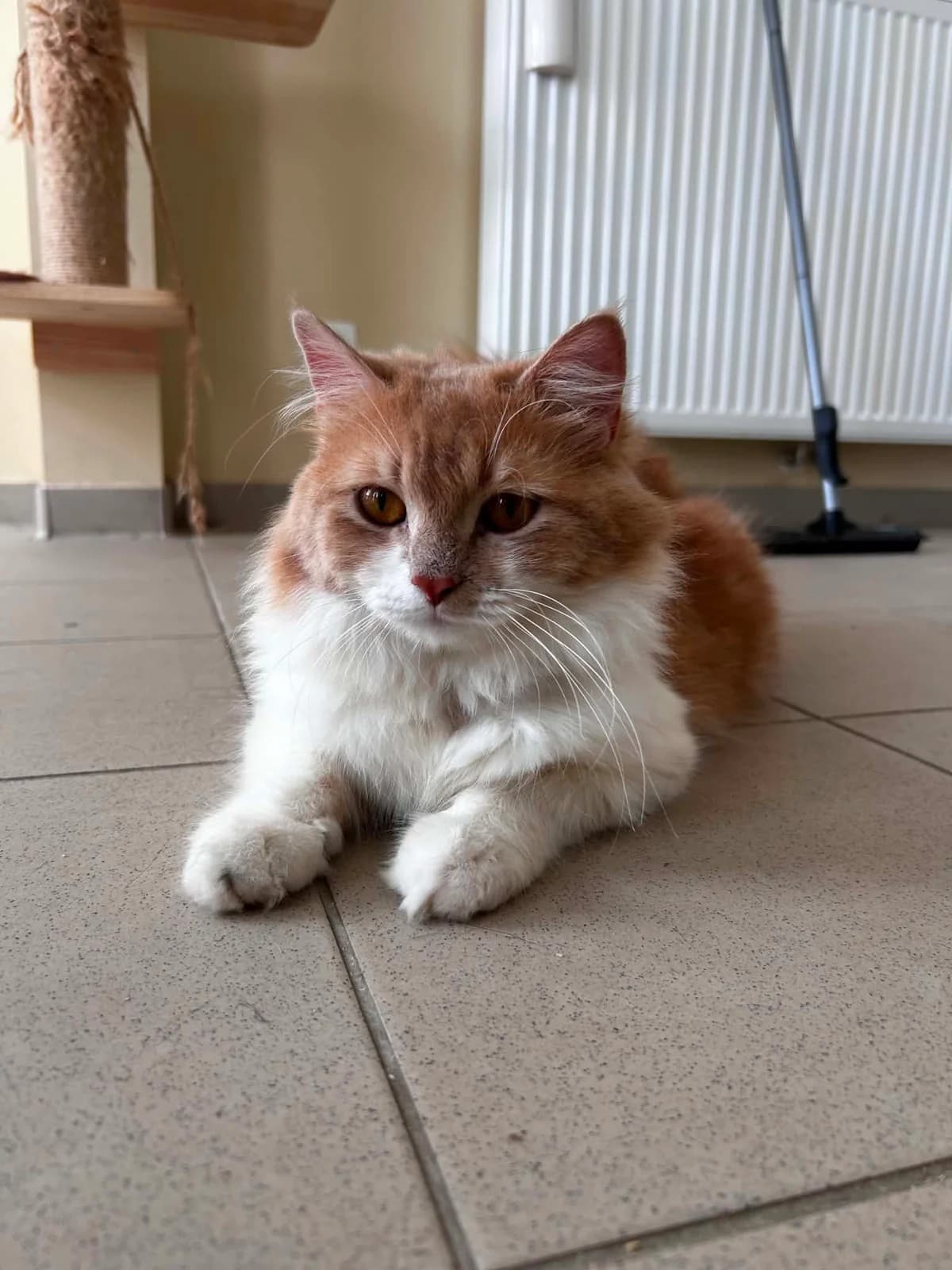 Sweety, male young European Shorthair for adoption at SRPA Veeweyde Brussels, Brussels