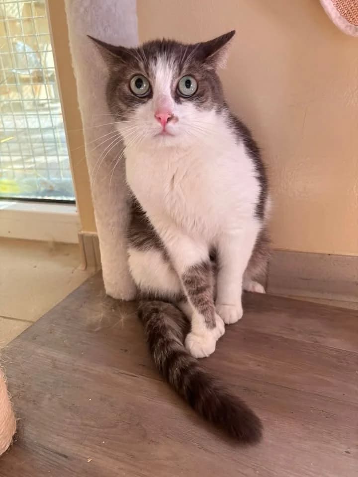 Silver, male 5yo European Shorthair for adoption at SRPA Veeweyde Brussels, Brussels