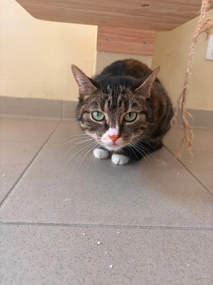 Mademoiselle, female senior European Shorthair for adoption at SRPA Veeweyde Brussels, Brussels