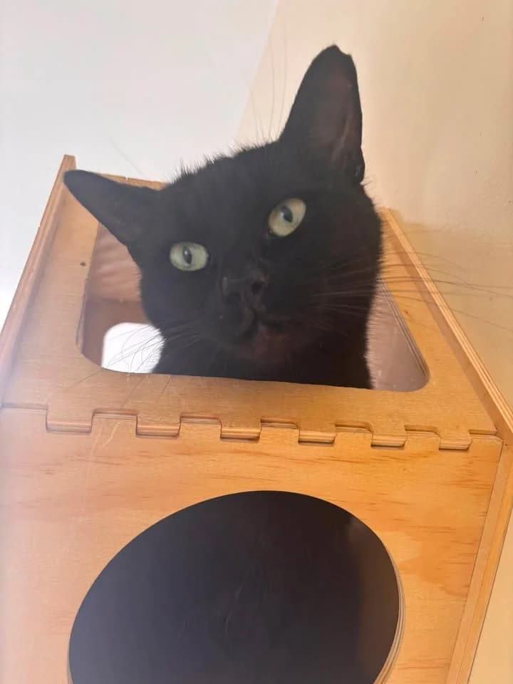 Karoustouk, female senior European Shorthair for adoption at SRPA Veeweyde Brussels, Brussels