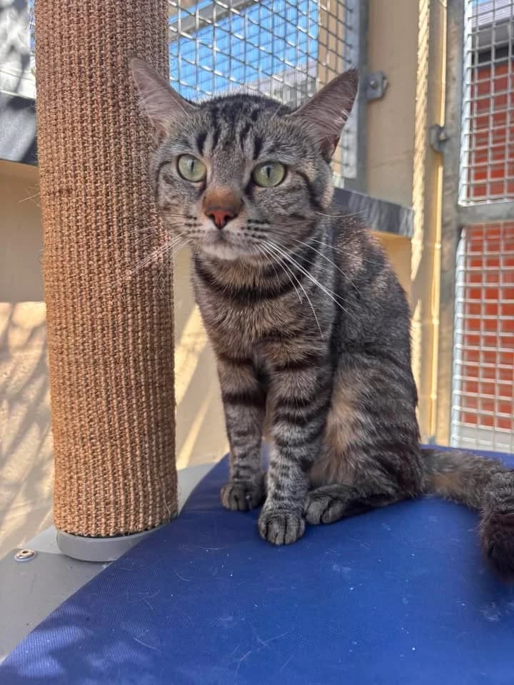 Chatus, male young European Shorthair for adoption at SRPA Veeweyde Brussels, Brussels
