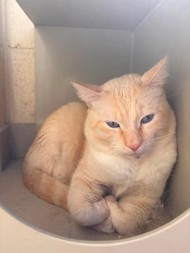 Babouche, male 3yo European Shorthair for adoption at SRPA Veeweyde Brussels, Brussels