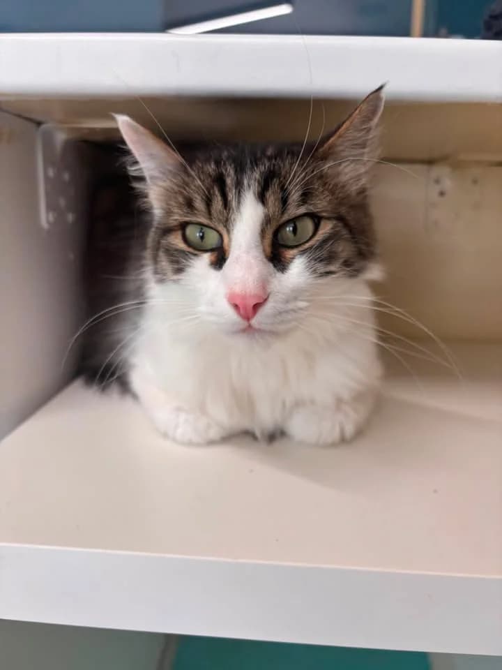 Donut, male 3yo European Shorthair for adoption at SRPA Veeweyde Brussels, Brussels