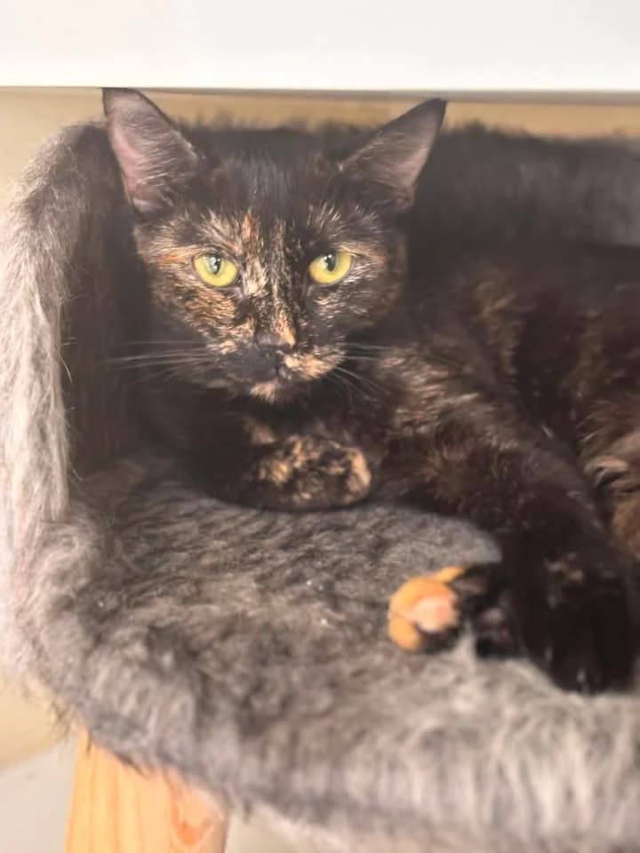 Laboubou, European Shorthair (SRPA Veeweyde Brussels)