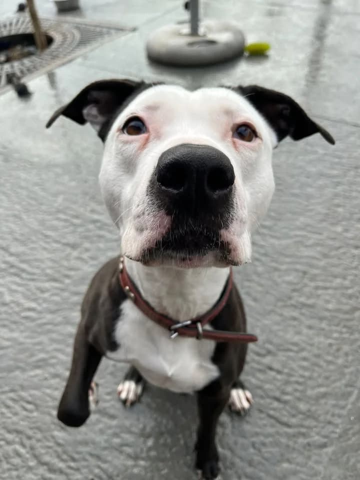 Jade, female senior American Staffordshire Terrier for adoption at SRPA Veeweyde Brussels, Brussels
