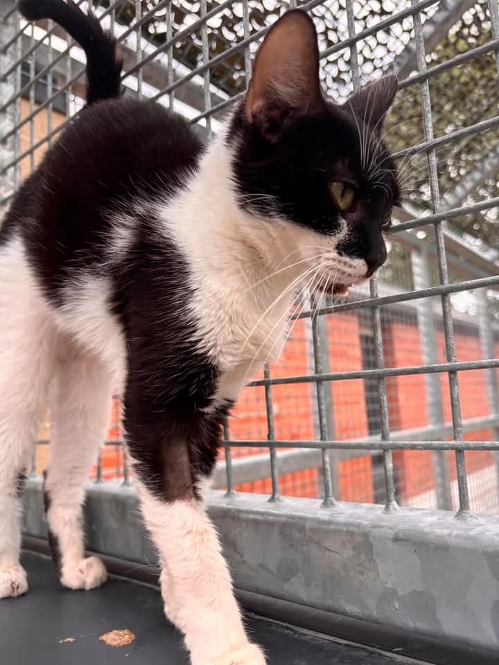Bambou, female senior European Shorthair for adoption at SRPA Veeweyde Brussels, Brussels