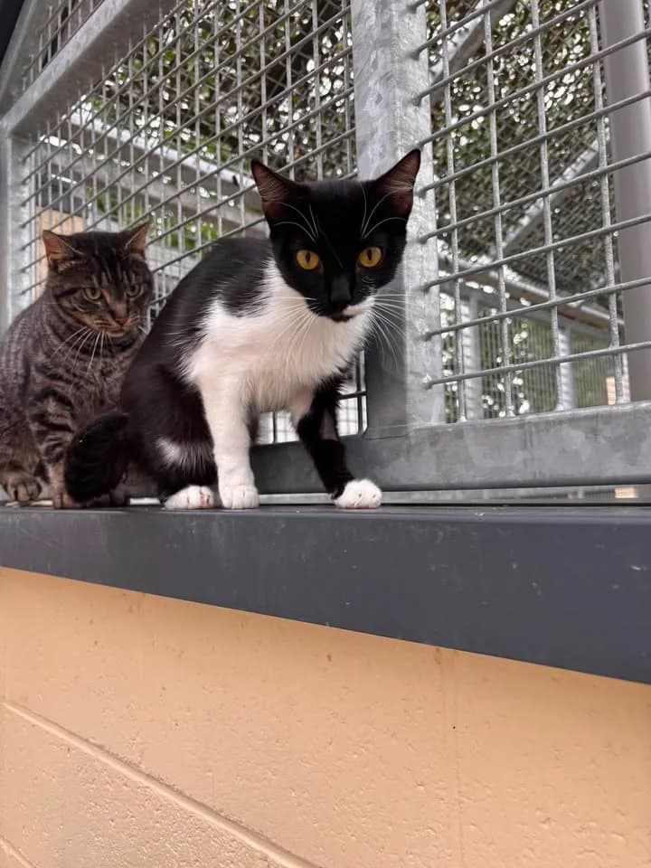 Luna, female senior European Shorthair for adoption at SRPA Veeweyde Brussels, Brussels