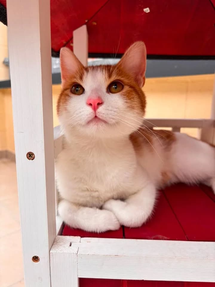 Harry, male young European Shorthair for adoption at SRPA Veeweyde Brussels, Brussels