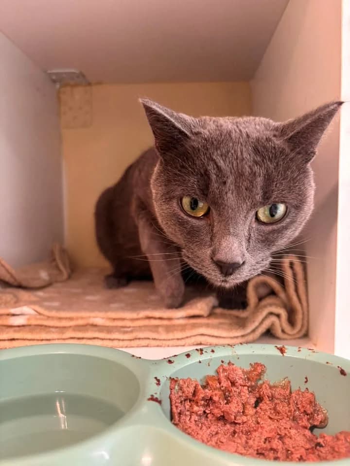 Nardo, male young European Shorthair for adoption at SRPA Veeweyde Brussels, Brussels