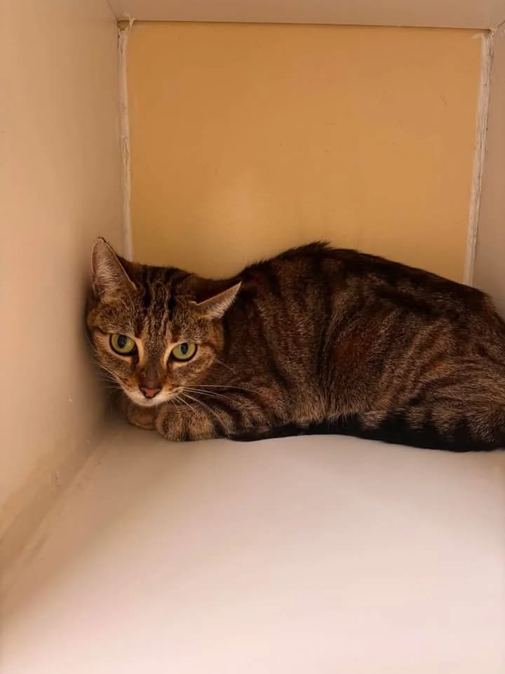 Clochette, female senior European Shorthair for adoption at SRPA Veeweyde Brussels, Brussels