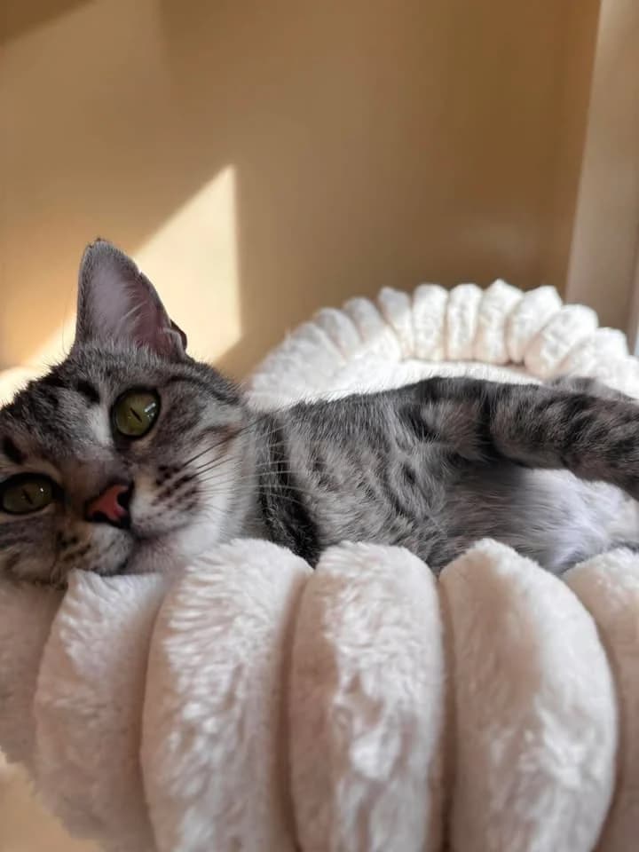 Mia, female senior European Shorthair for adoption at SRPA Veeweyde Brussels, Brussels