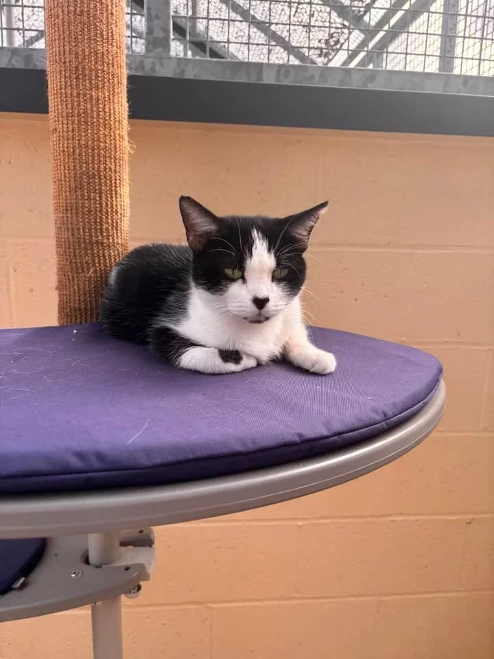 Babouche, female senior European Shorthair for adoption at SRPA Veeweyde Brussels, Brussels