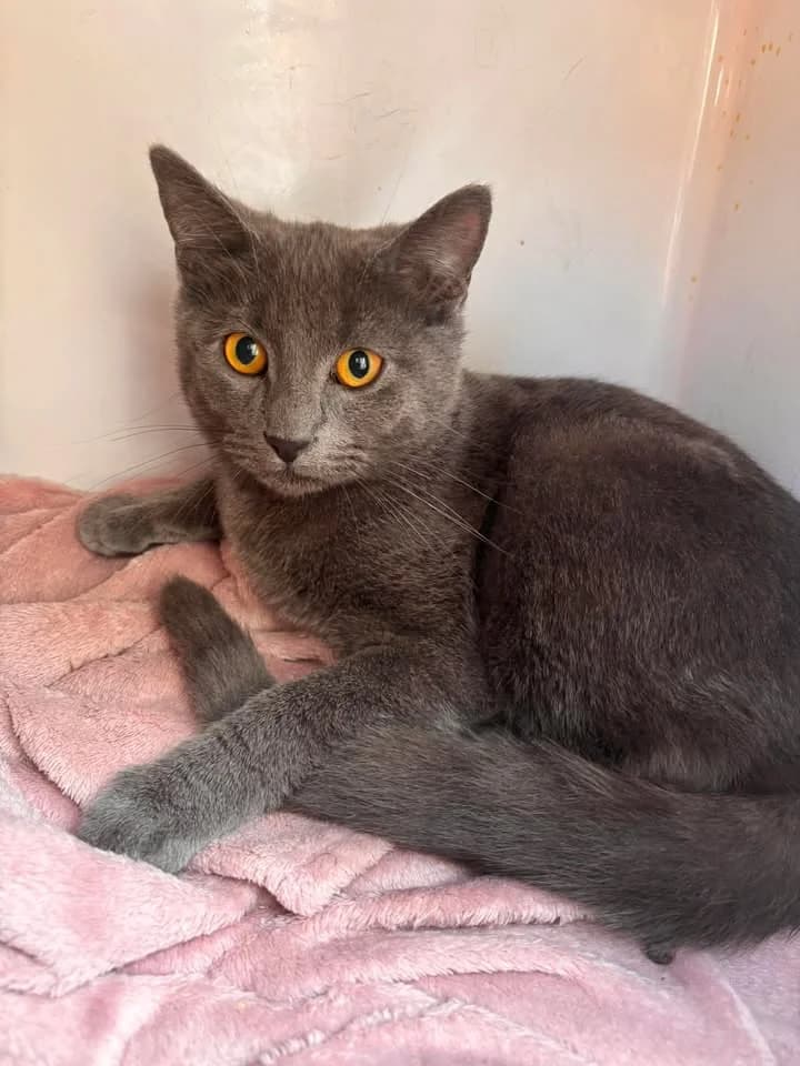 Tornade, male puppy European Shorthair for adoption at SRPA Veeweyde Brussels, Brussels