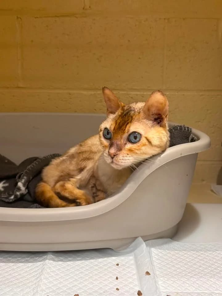 Lemon, male senior Bengal for adoption at SRPA Veeweyde Brussels, Brussels