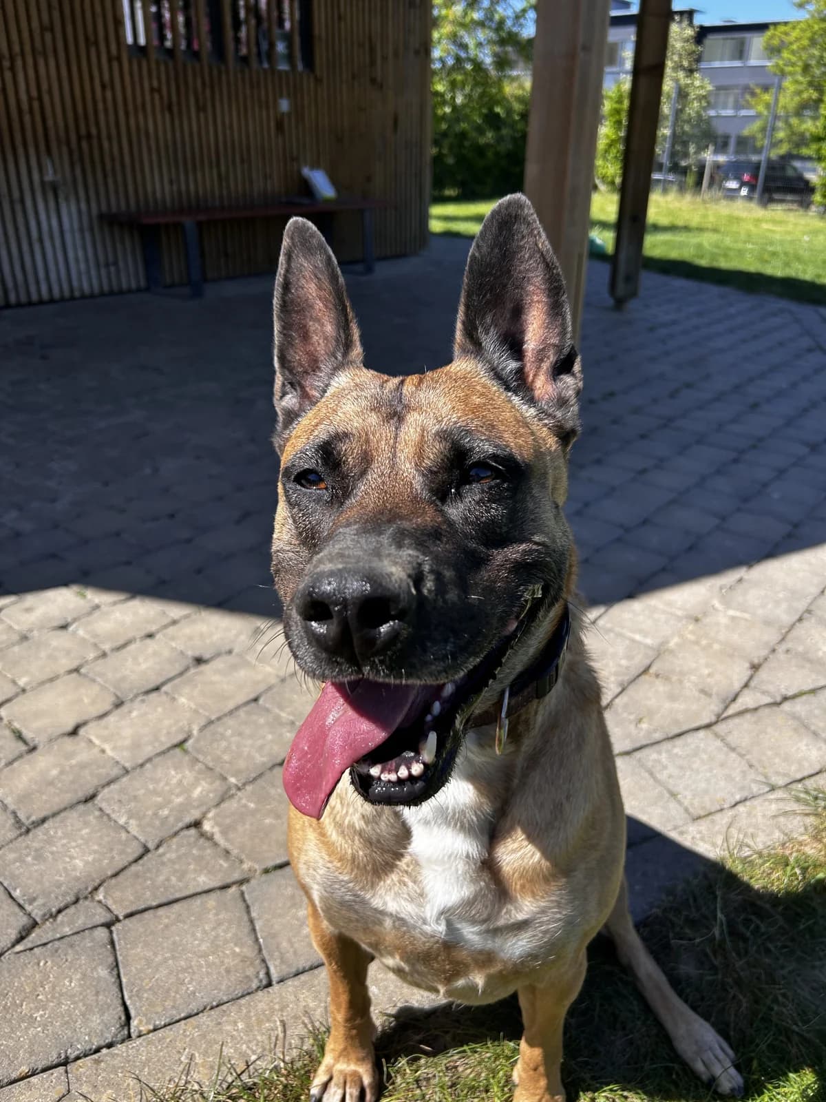 Cléo, female 3yo Belgian Malinois for adoption at SRPA Veeweyde Brussels, Brussels