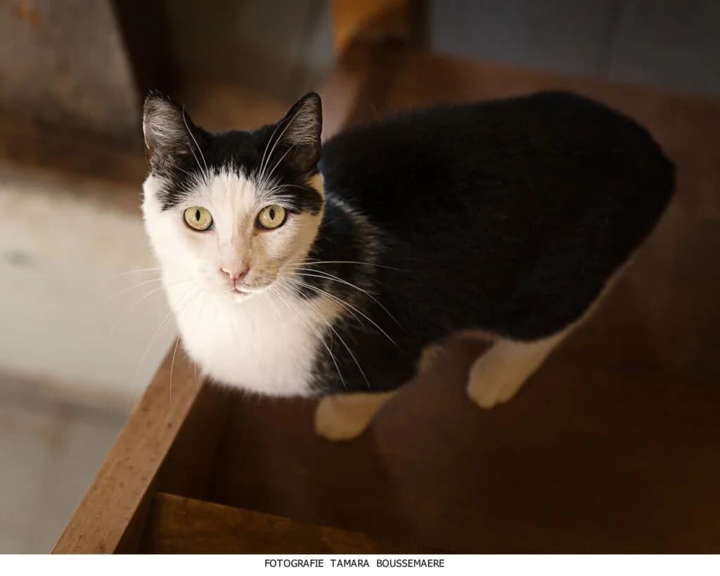 Cheri Cheri, female 6yo European Shorthair for adoption at VZW The Lucky Stars