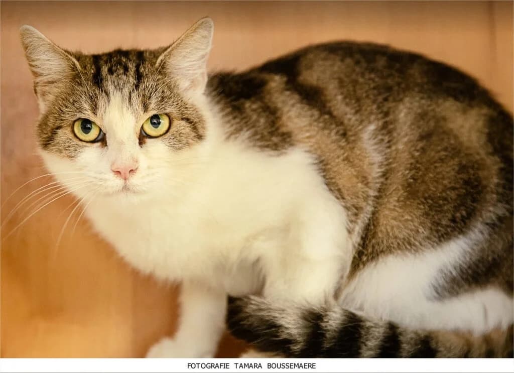Macy, female European Shorthair for adoption at VZW The Lucky Stars