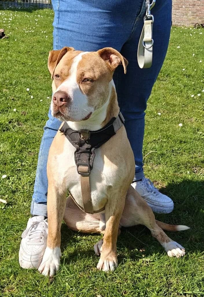 Jack, male American Bully for adoption at VZW The Lucky Stars