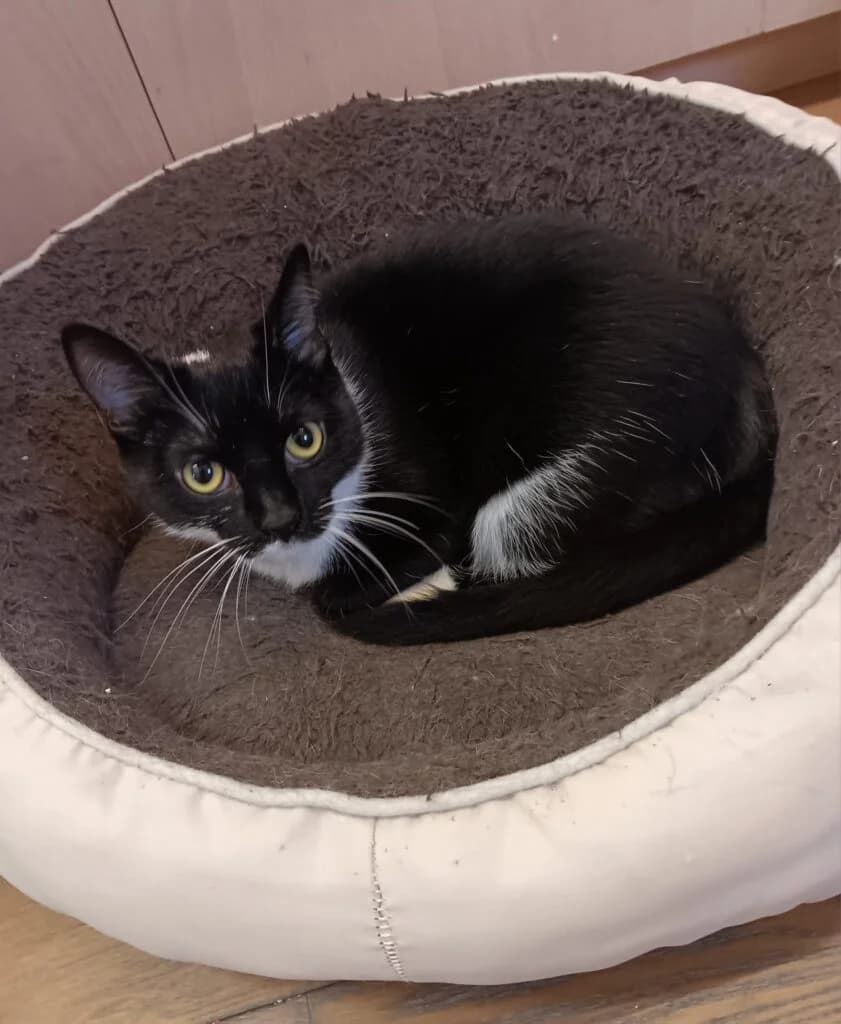 Pixie, female 3yo European Shorthair for adoption at VZW The Lucky Stars