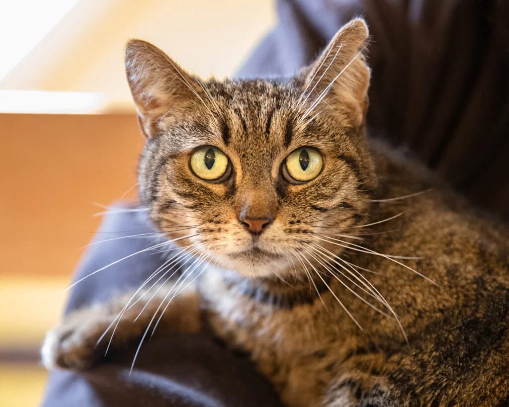 Nala, female 6yo mixed breed for adoption at VZW The Lucky Stars