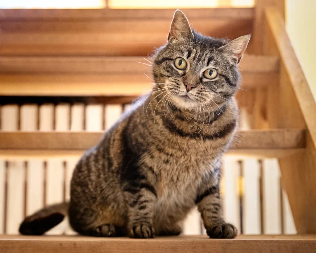 Babouche, female 6yo European Shorthair for adoption at VZW The Lucky Stars