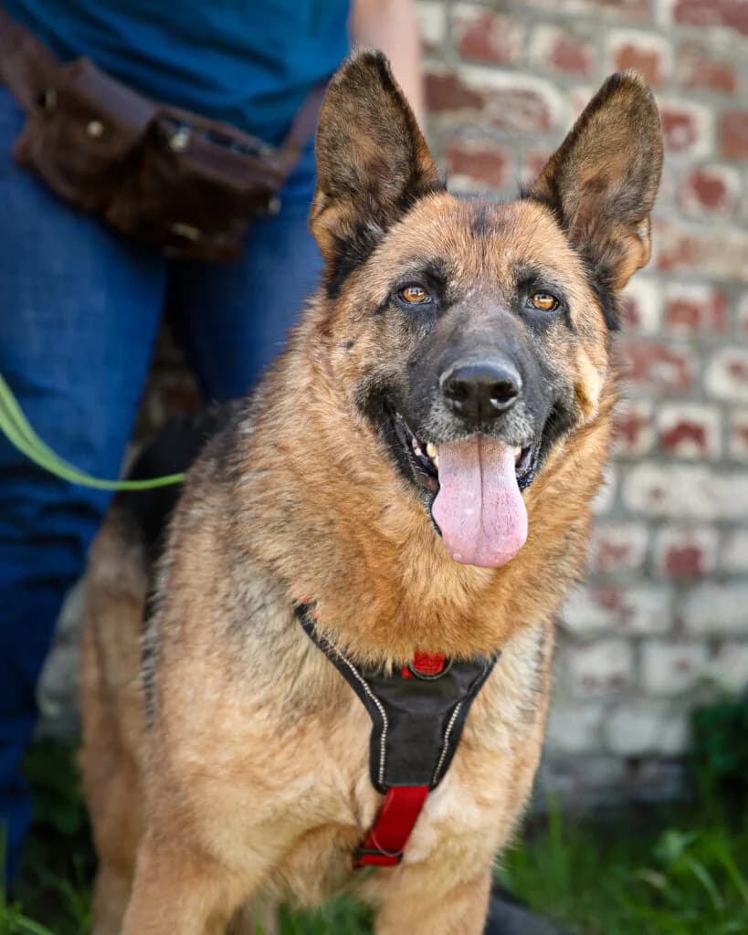 Djara, female Mixed Breed for adoption at VZW The Lucky Stars