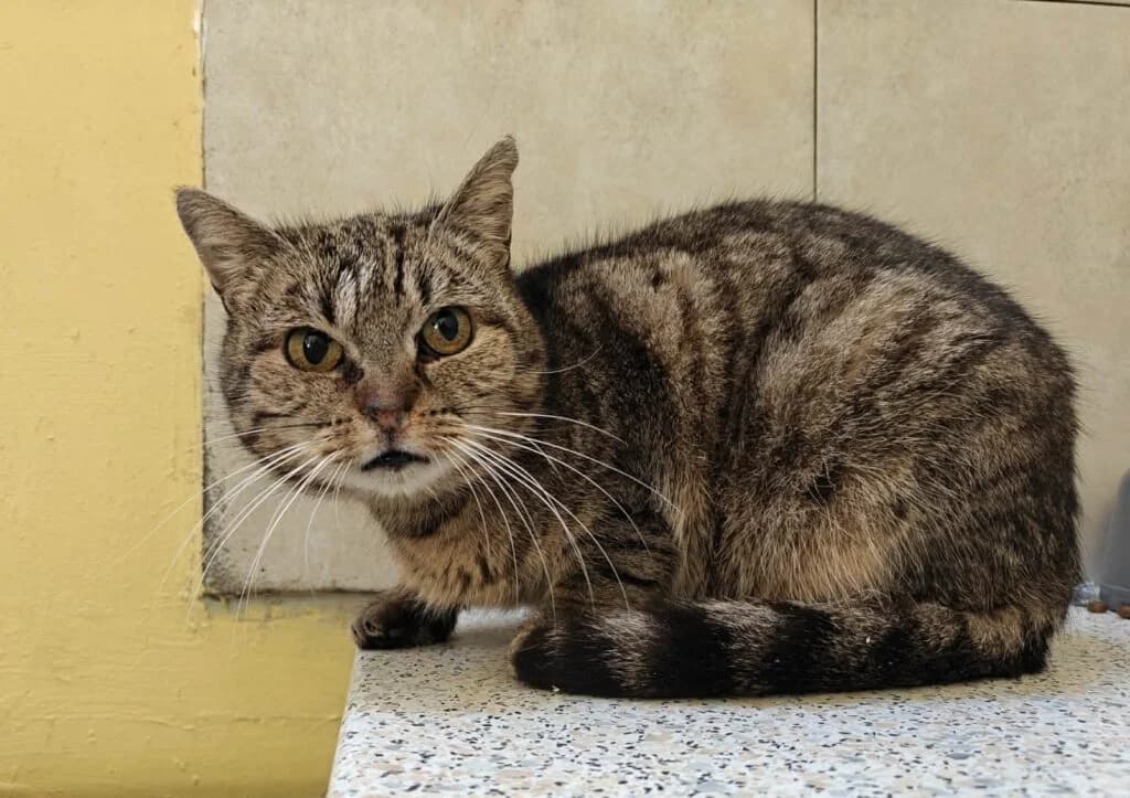 Poesie, female Mixed Breed for adoption at VZW The Lucky Stars