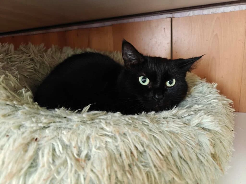 Gaia, female 4yo European Shorthair for adoption at VZW The Lucky Stars