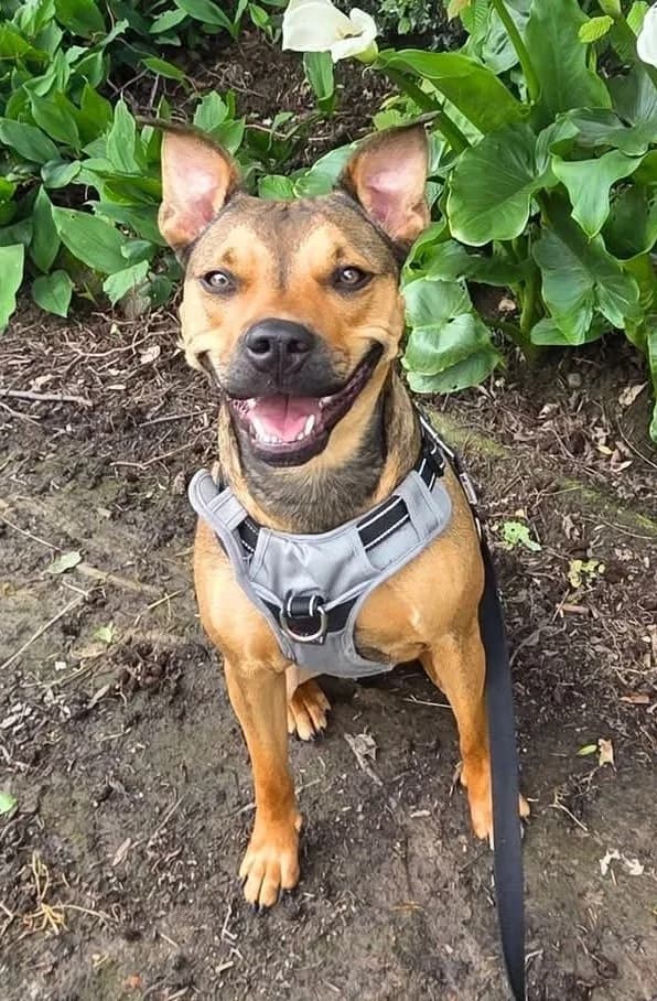 Louna, female mixed breed for adoption at VZW The Lucky Stars