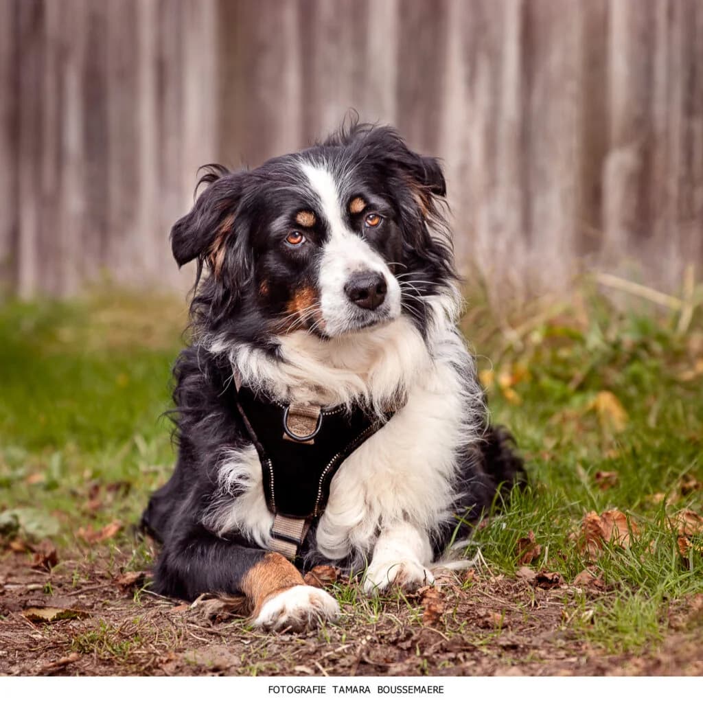 Mayla, female mixed breed for adoption at VZW The Lucky Stars