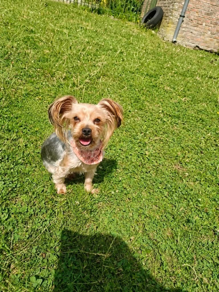 Dido ( enkel te reserveren ), male Yorkshire Terrier for adoption at VZW The Lucky Stars