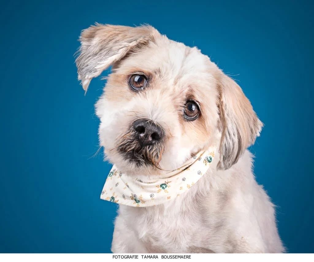 Bonzo ( opvanggezin ), male senior mixed breed for adoption at VZW The Lucky Stars