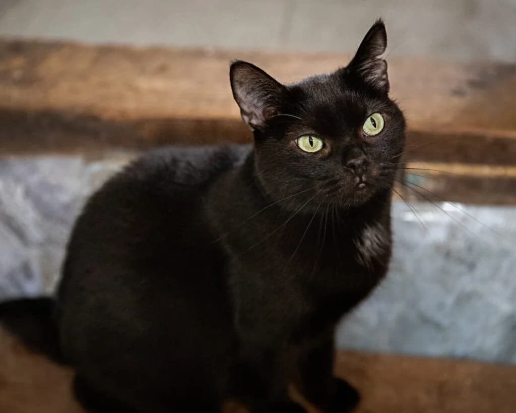 Calica, female young European Shorthair for adoption at VZW The Lucky Stars