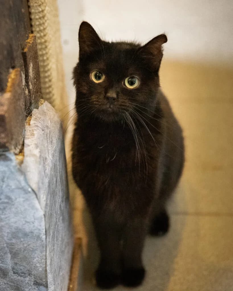 Oona, female young European Shorthair for adoption at VZW The Lucky Stars